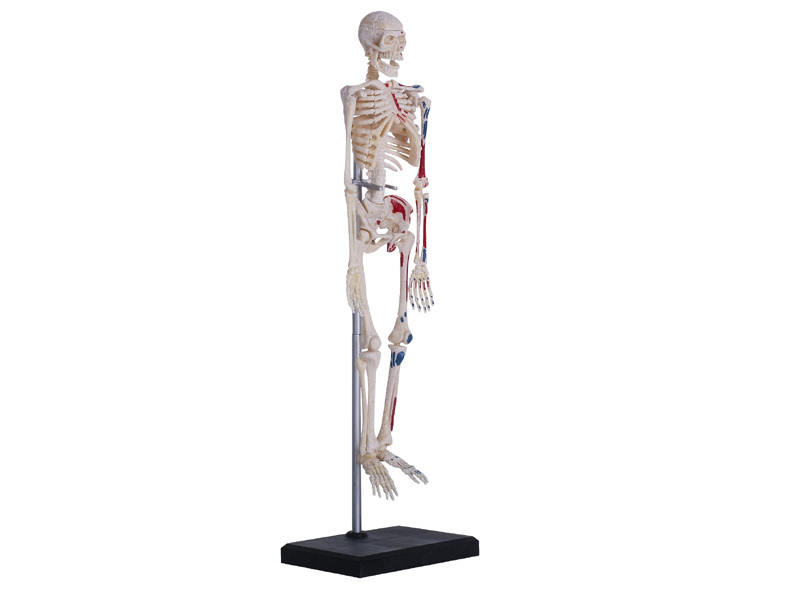 4D Human Skeleton Anatomy Model – 46-Piece Educational Puzzle for