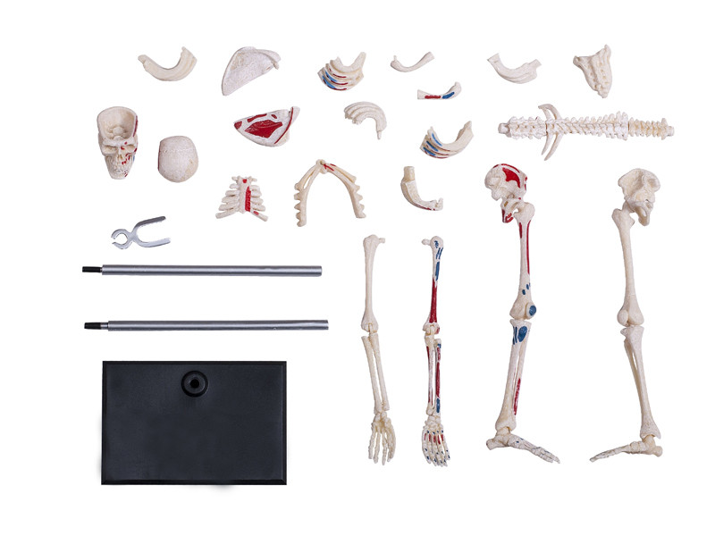 4D Human Skeleton Anatomy Model – 46-Piece Educational Puzzle for