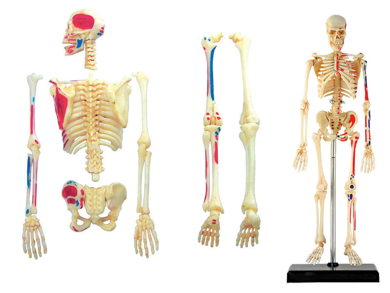 4D Human Skeleton Anatomy Model – 46-Piece Educational Puzzle for