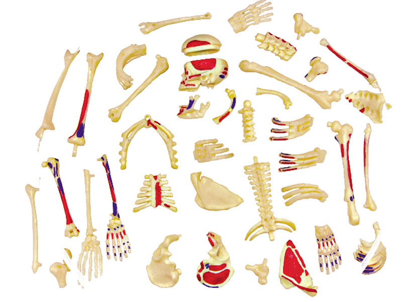 4D Human Skeleton Anatomy Model – 46-Piece Educational Puzzle for