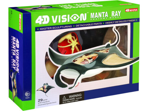 4D Manta Ray Anatomy Model – 29-Piece Marine Biology Dissection