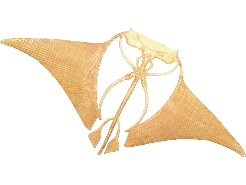 4D Manta Ray Anatomy Model – 29-Piece Marine Biology Dissection