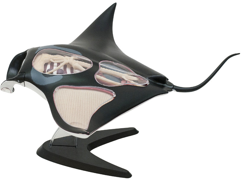 生き物・恐竜 4D VISION MANTA RAY 4D Manta Ray Anatomy Model – 29-Piece Marine Biology Dissection