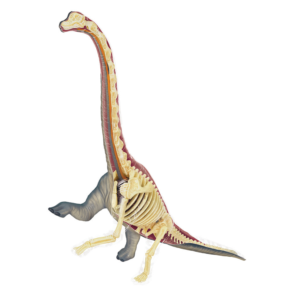 4D VISION Brachiosaurus 解剖模型/ブラキオサウルス 4D Vision Brachiosaurus Vision Model Damaged Package