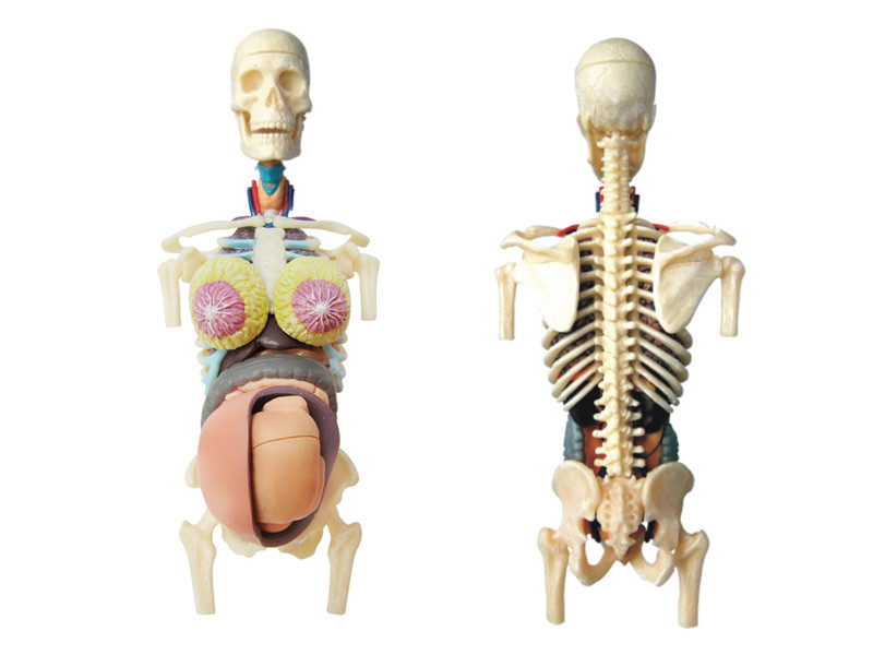 4D Human Anatomy Transparent Pregancy-Damaged Package