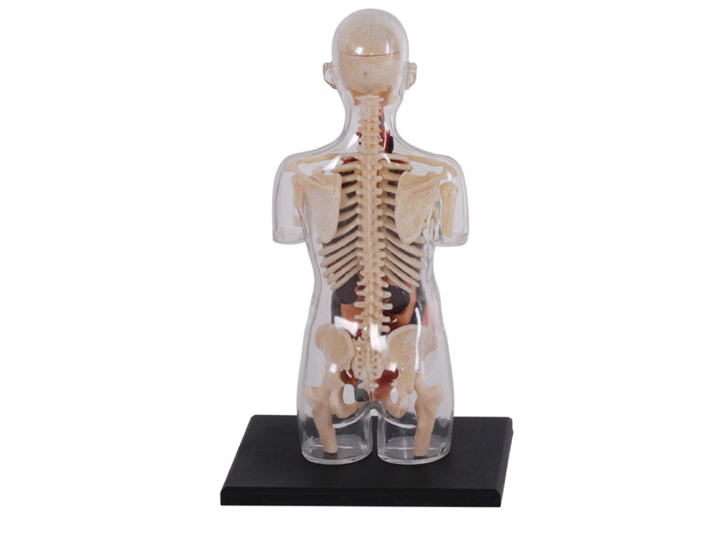 4D Human Anatomy Transparent Pregancy-Damaged Package