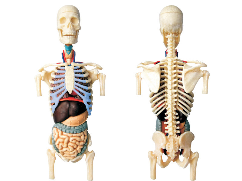 4D Human Anatomy Transparent Torso Damaged Packaging