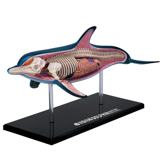 4D Vision Dolphin 4D Vision Dolphin