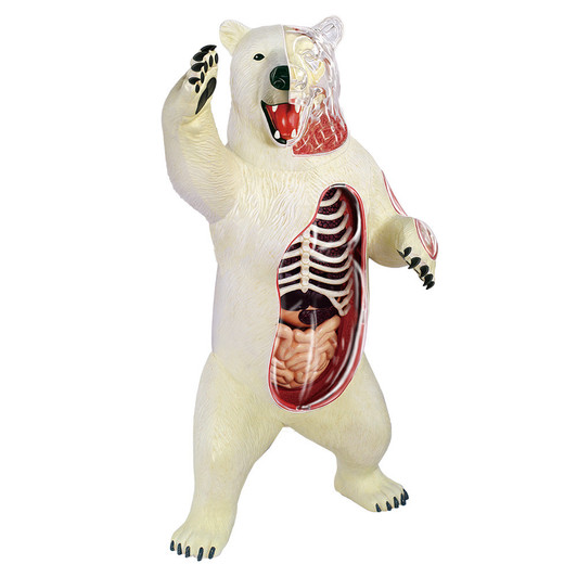 4D Vision Polar Bear