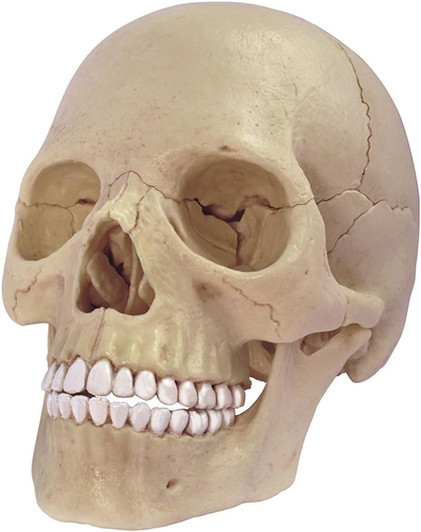 4D Human Anatomy Exploded Skull- Damaged Package 4D Human Anatomy Exploded Skull- Damaged Package