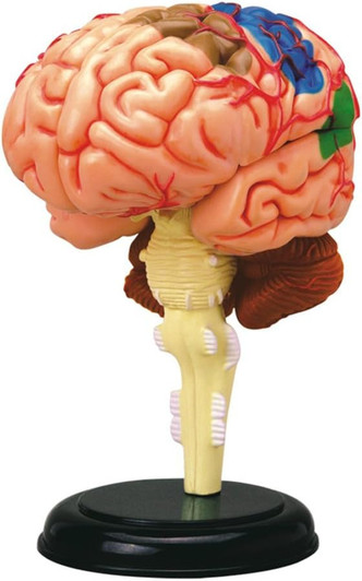 Damaged Packaging/Factory Sale- 4D Human Anatomy Brain Damaged Packaging/Factory Sale- 4D Human Anatomy Brain