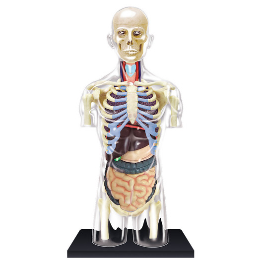 4D Human Anatomy Transparent Torso Damaged Packaging