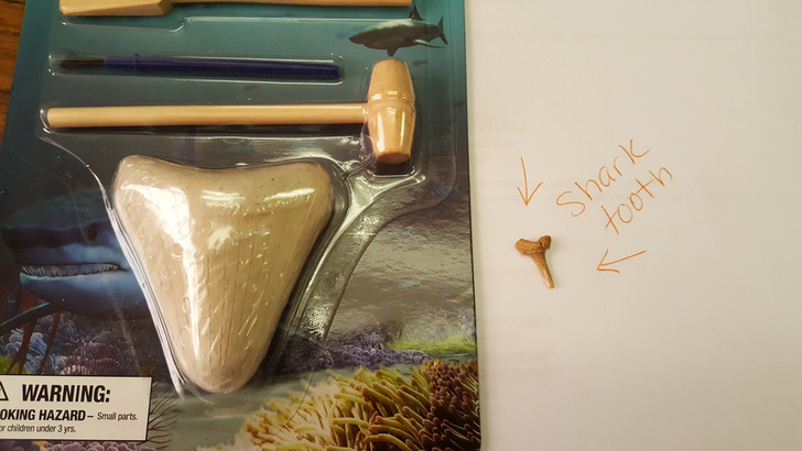 Shark's Tooth Mini Dig