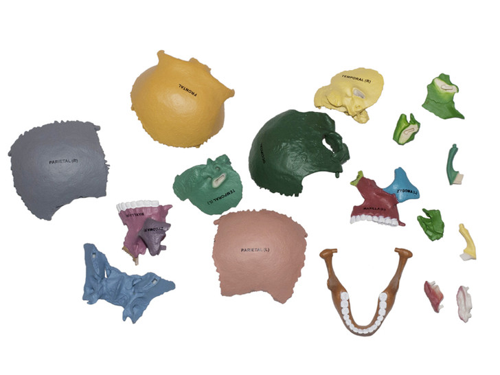 4D Human Anatomy Didactic Exploded Skull