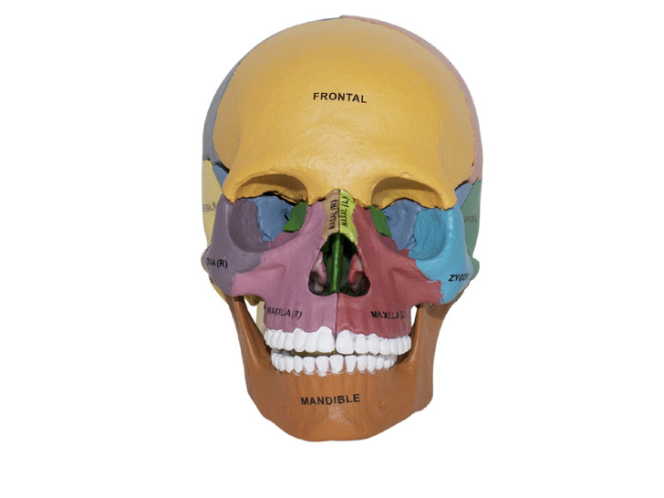 4D Human Anatomy Didactic Exploded Skull