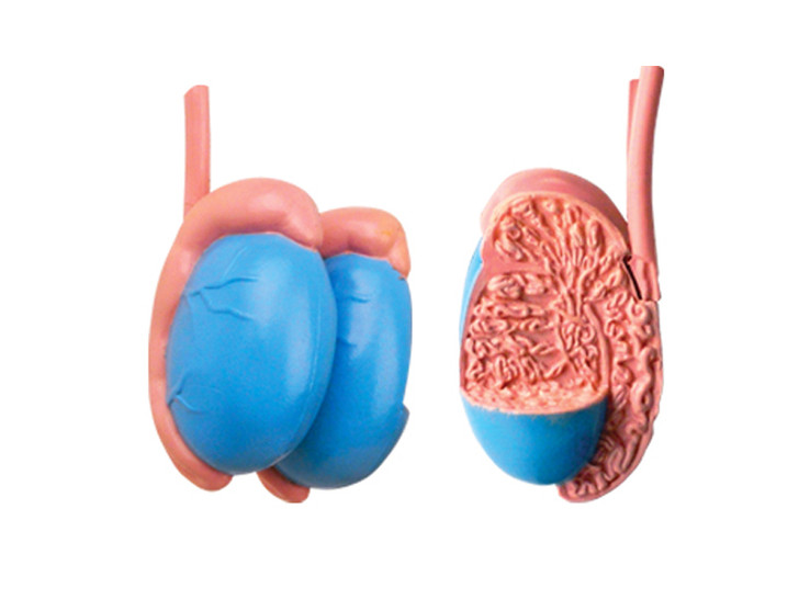 4D Human Anatomy Male Reproductive System Damaged Package