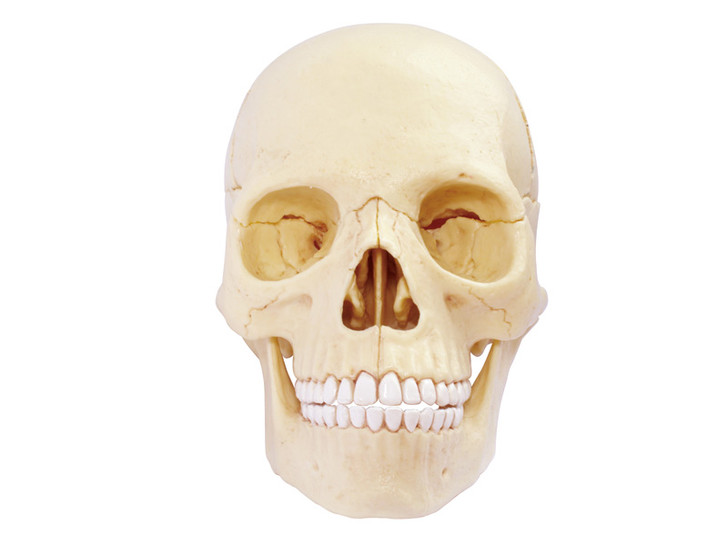 4D Human Anatomy Exploded Skull- Damaged Package