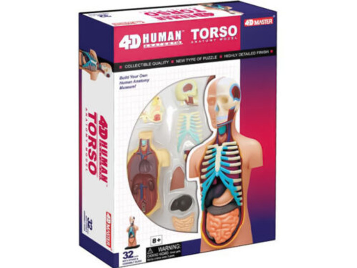 Damaged Package/Factory Sale -4D Human Anatomy Torso