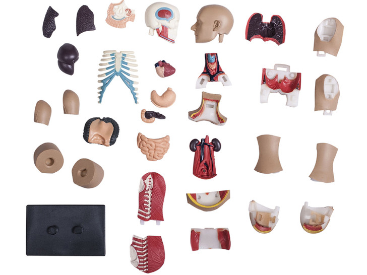 Damaged Package/Factory Sale -4D Human Anatomy Torso