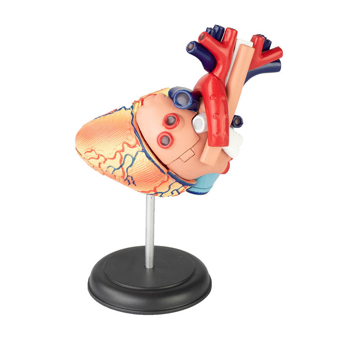 Damaged Packaging/Factory SALE- 4D Human Heart Anatomy Model – 32-Piece Educational Puzzle for Ages 8+