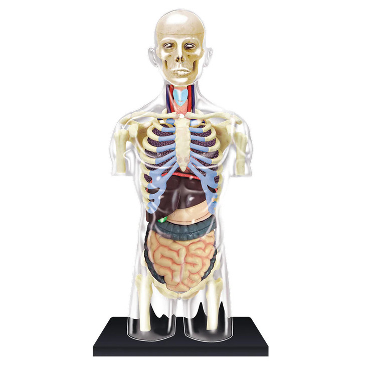 4D Human Anatomy Transparent Torso Damaged Packaging