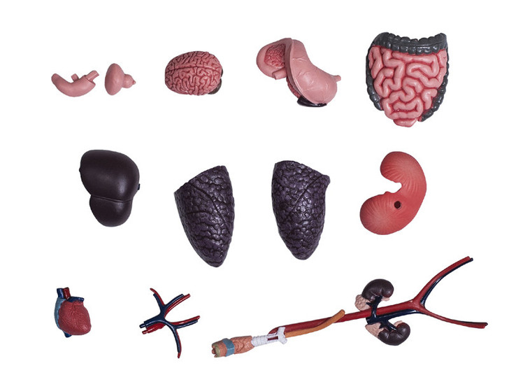 4D Human Anatomy Transparent Torso Damaged Packaging