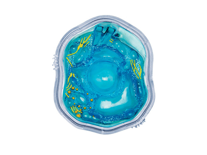 Damaged Packaging 4D Science Animal Cell Model