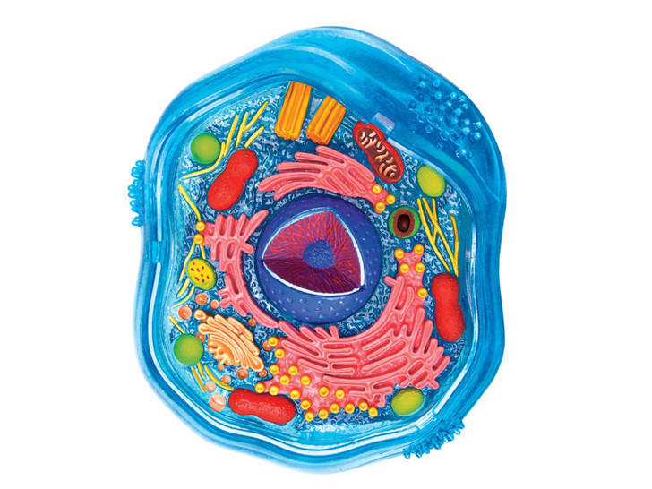 Damaged Packaging 4D Science Animal Cell Model