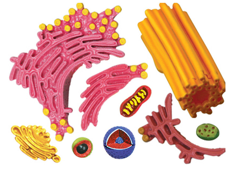 Damaged Packaging 4D Science Animal Cell Model