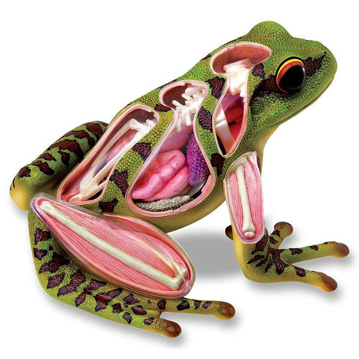 Damaged Packaging- 4D Vision Frog