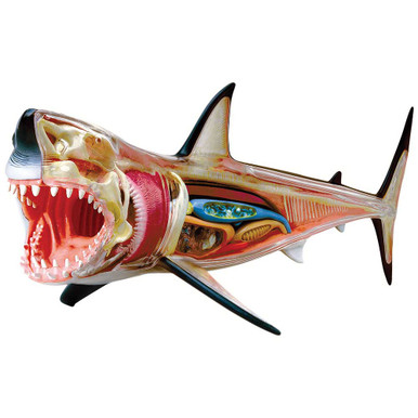 26111-4d-shark-main__74942.