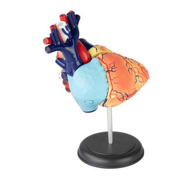 4D Human Heart Anatomy Model – 32-Piece Educational Puzzle for Ages 8+