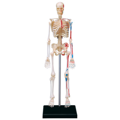 4D  HUMAN シリーズ 4D Human Skeleton Anatomy Model – 46-Piece Educational Puzzle for