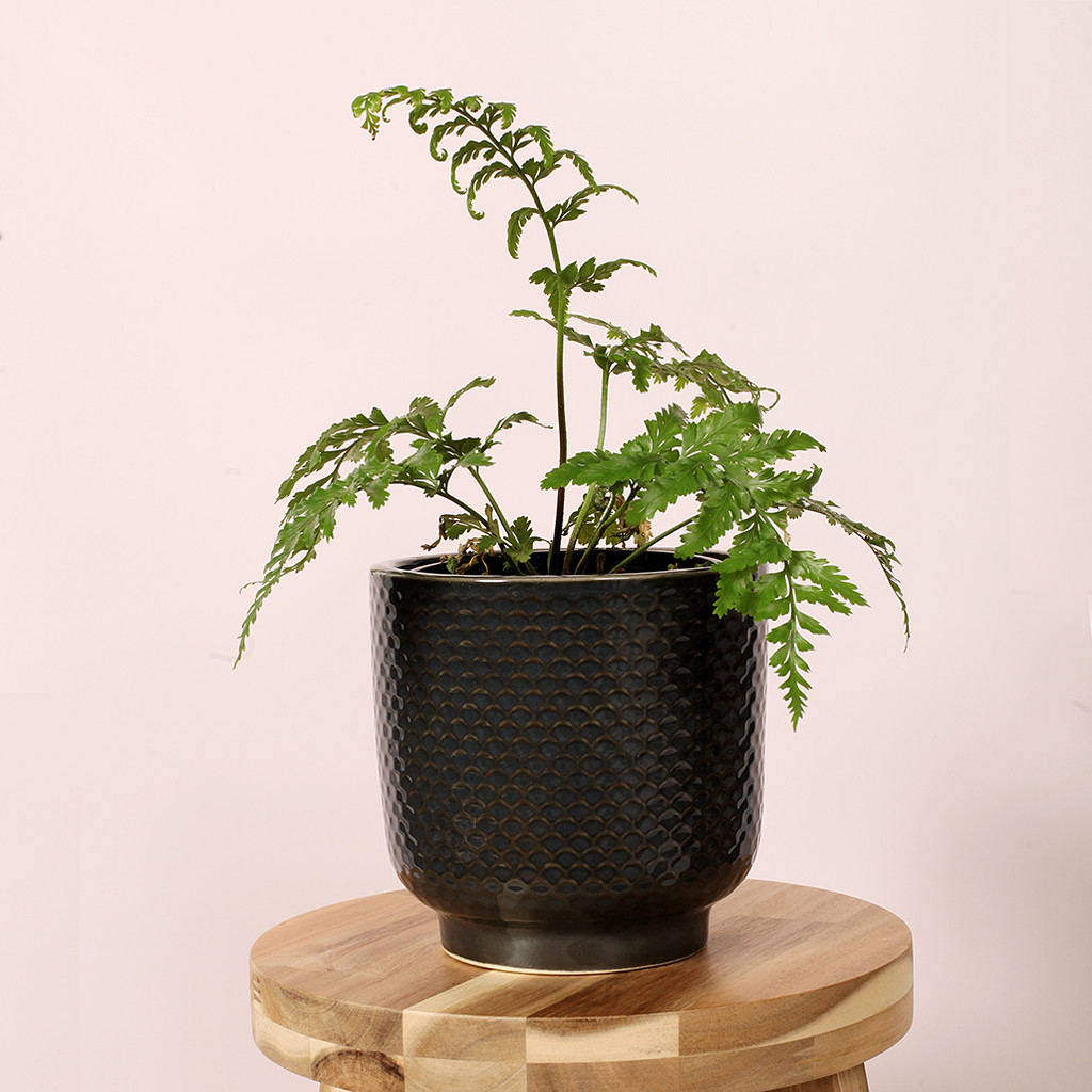 LARGE 17CM BLACK SHELL PLANTER - DHP0111