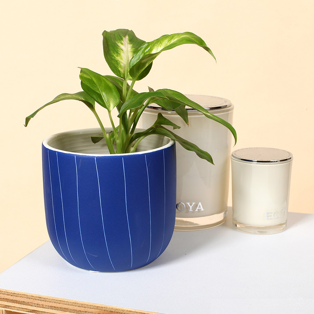 BLUE STRIPED POT - DHP0125