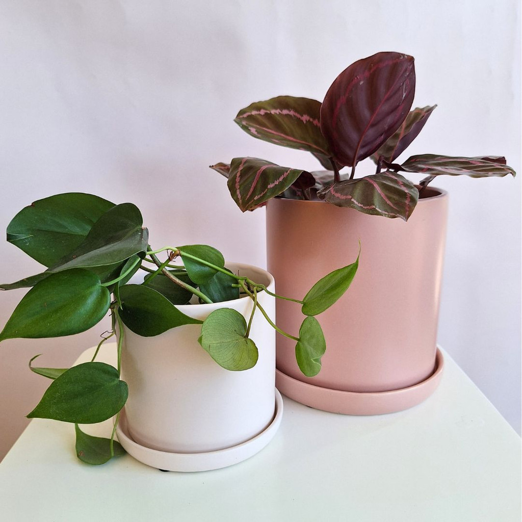 SMALL BABY PINK CYLINDER POT  - SY067