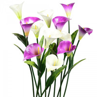 6 white &amp; 6 purple per order