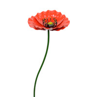 SINGLE POPPY - QX19451