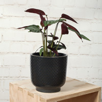 EXTRA LARGE 20cm BLACK SHELL PLANTER - DHP0110