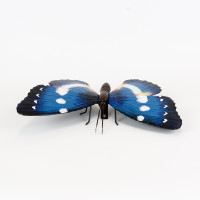 BLUE BUTTERFLY - QX18613