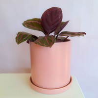 LARGE BLUSH CYLINDER POT- SY068