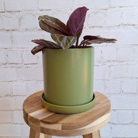 LARGE OLIVE CYLINDER POT  - SY070