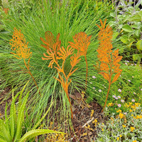 Australian Flower Stakes - SET OF 6 - XJ252