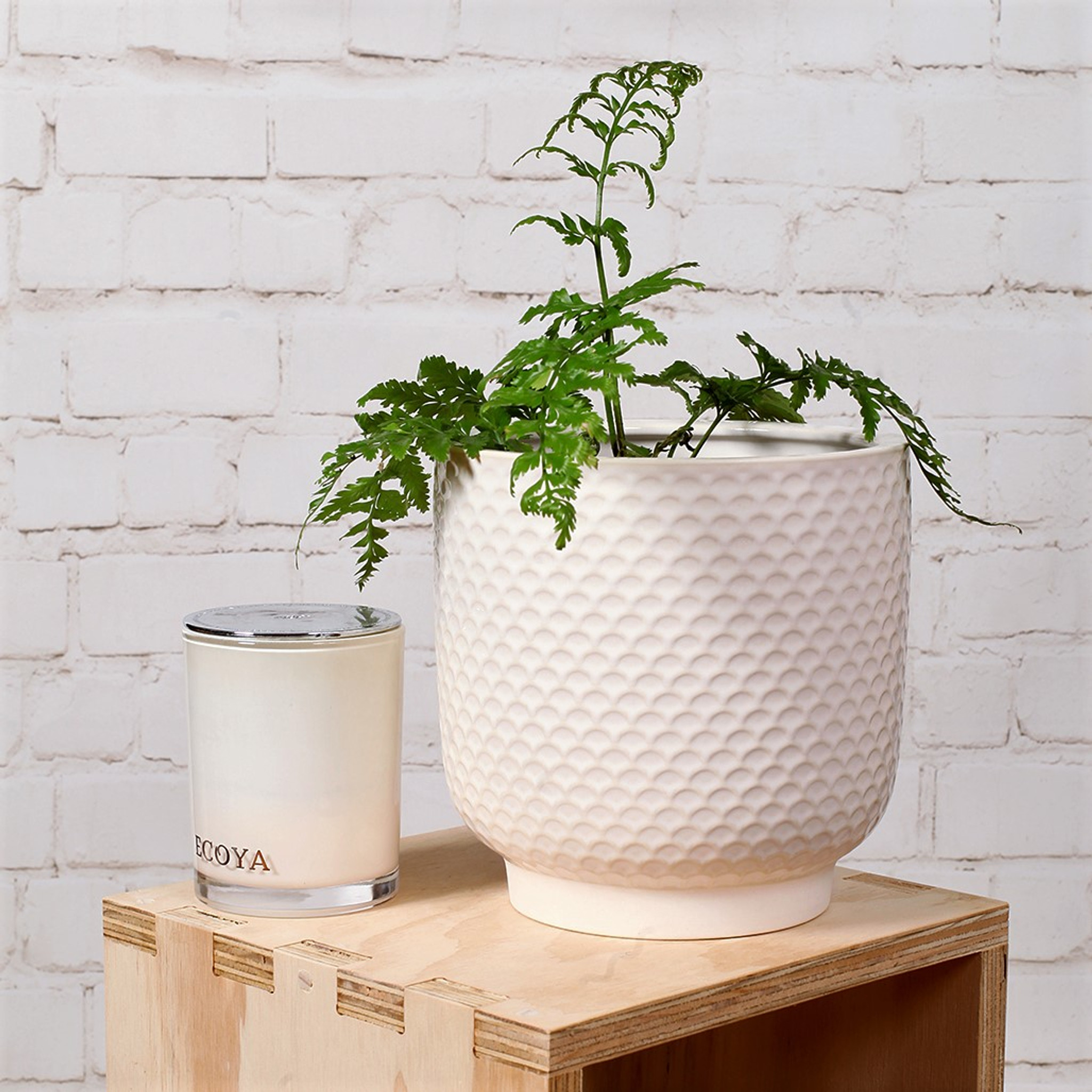 EXTRA LARGE WHITE SHELL PLANTER - DHP0104 - Bronrob