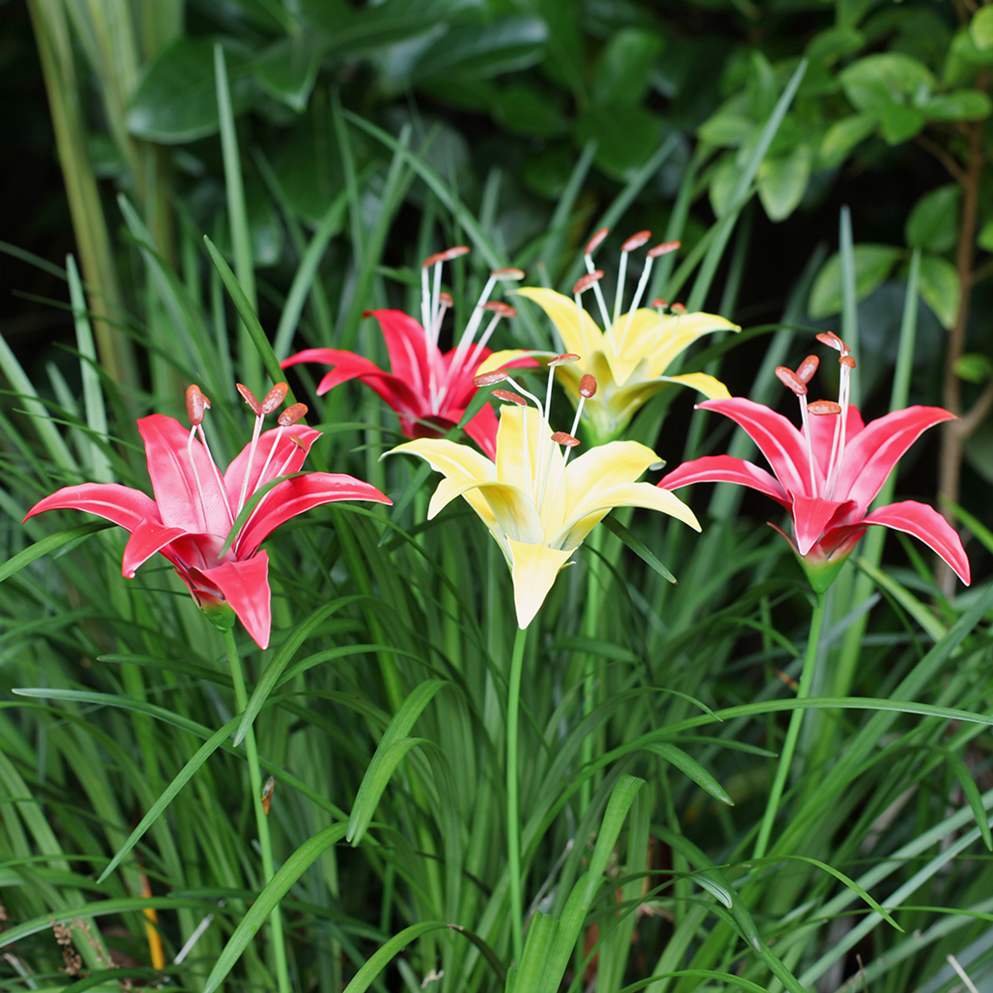 LILLIES - SR006 - Bronrob