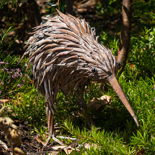 KIWI - BHB17073