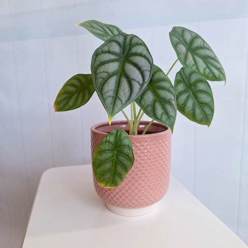 Shell Pot Small Blush - DHP0107-1