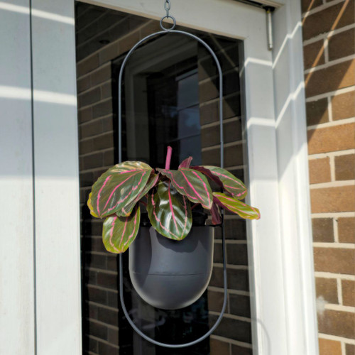 Metal Hanging Planter Oval Assort- HFS19819