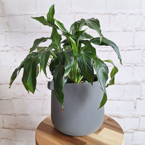 TEXTURED CHARCOAL POT LARGE - SY078