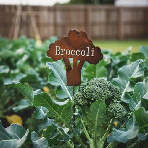 BROCCOLI STAKE - US472